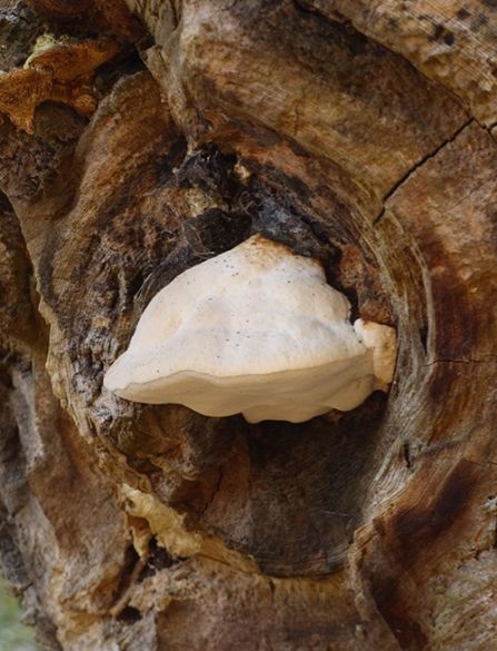 A mature fruiting body on a fallen ash at Hatfield Forest, Essex.